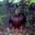 Image of a duck staring at the camera.